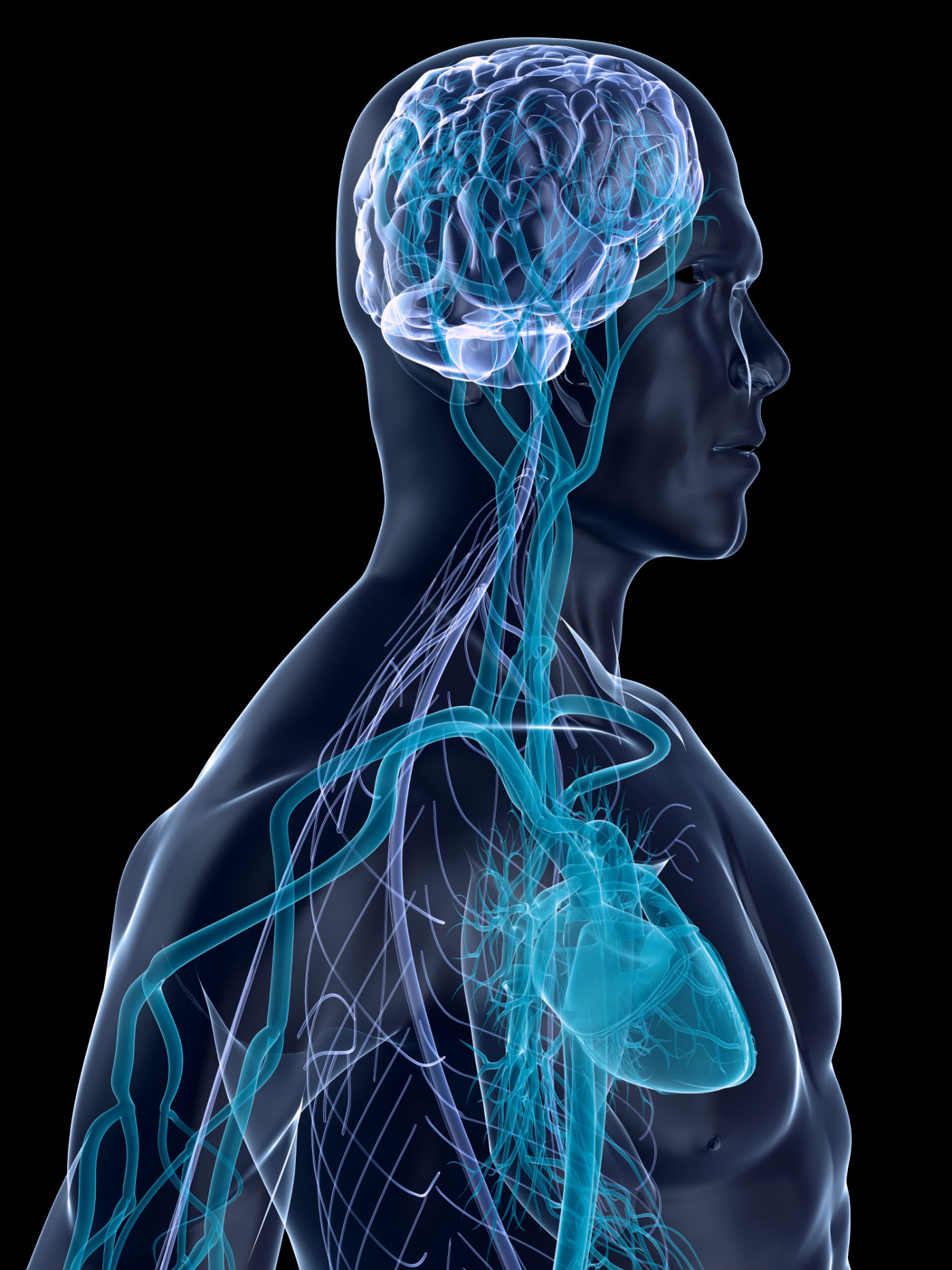 human body nervous system
